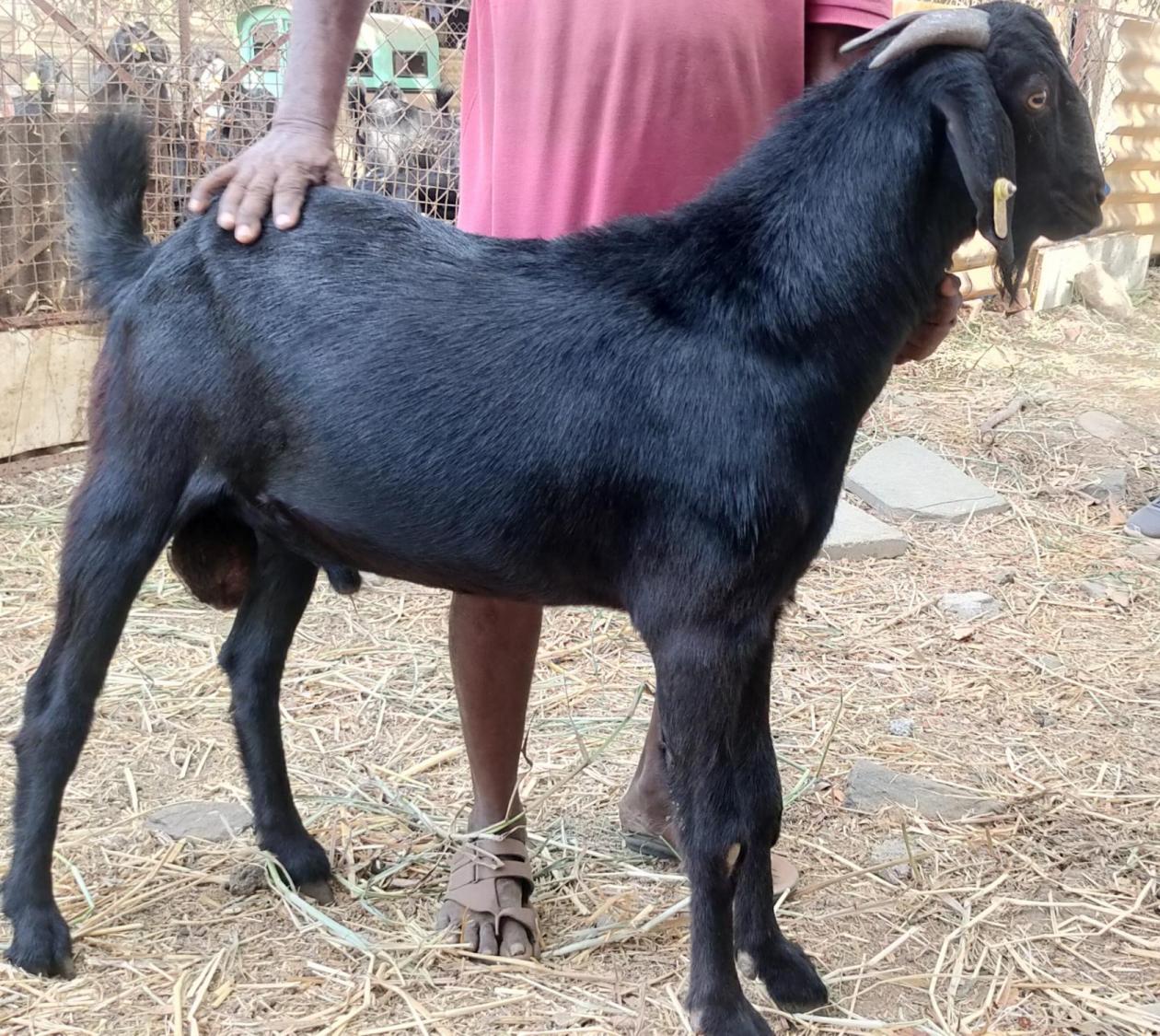 osmanabadi Buck